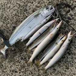 A.P.Pガイドフィッシング